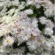 Pigface White x 1 Succulents Groundcover Plants Flowering Hanging Baskets Rockery Pots Hardy Drought Frost Tough Evergreen Mesembryanthemum crystallinum